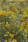 CFGbw74.jpg 82404