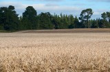 CFGcc62.jpg 98023