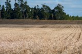 CFGcc63.jpg 98024