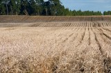 CFGcc64.jpg 98025