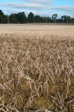 CFGcc67.jpg 98028