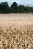 CFGcc68.jpg 98029