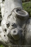 CFGch42.jpg 83473