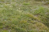 CFGhi26.jpg 96561