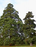 CFGj807.jpg 98481