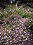 SCH0058.jpg 99066